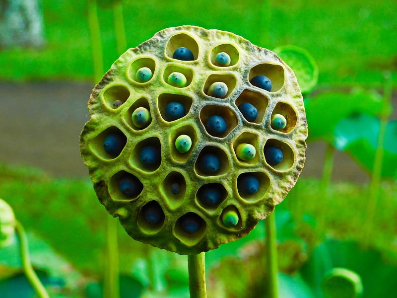 Tripofobia: baccello che contiene i semi del fiore di loto