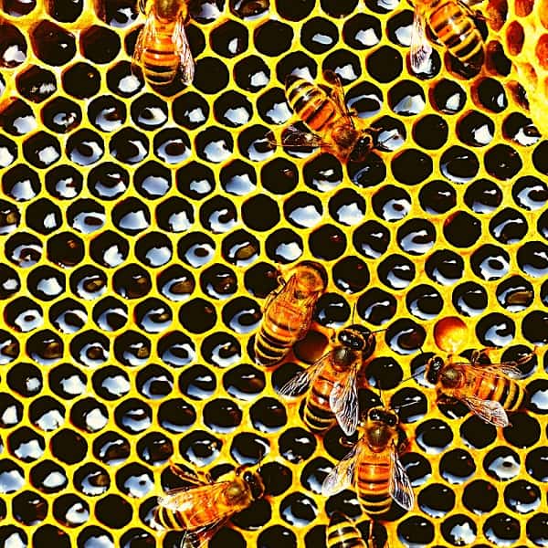 Tripofobia: favo, miele e api