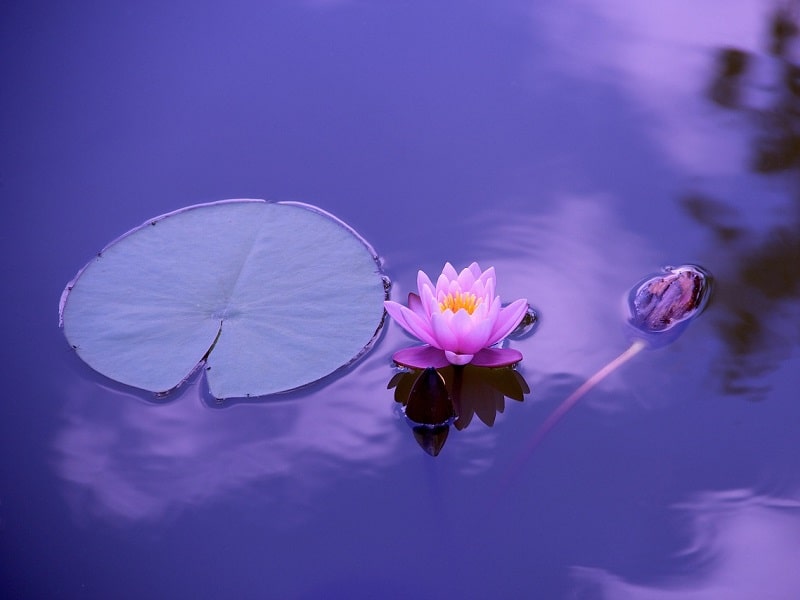 un fiore di loto nell'acqua